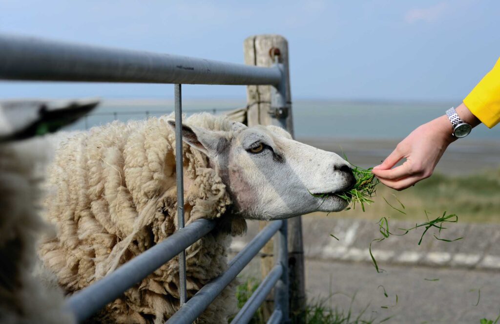 erson feeding grass to a sheep through a fence near the countryside, symbolizing sustainable practices and natural ecosystems.